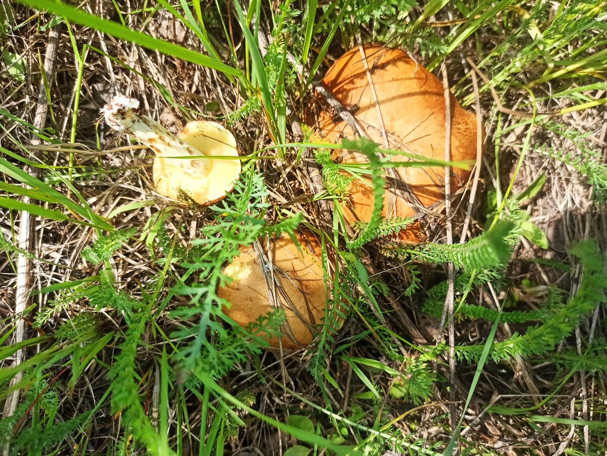 первые маслята