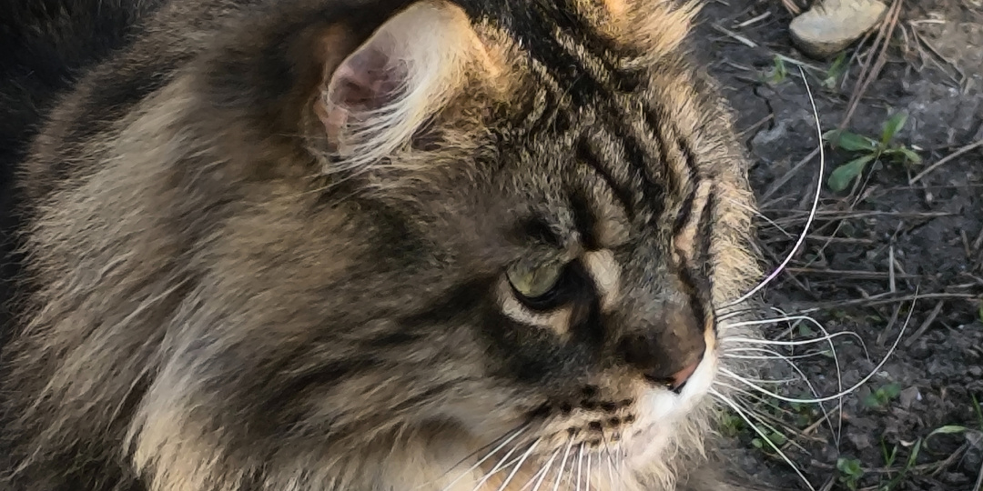 Четверг. 12.03.26 Кто ухает в южных городах и днём и ночью? Наконец-то они показались! Зоология Анапы и Белая набережная.