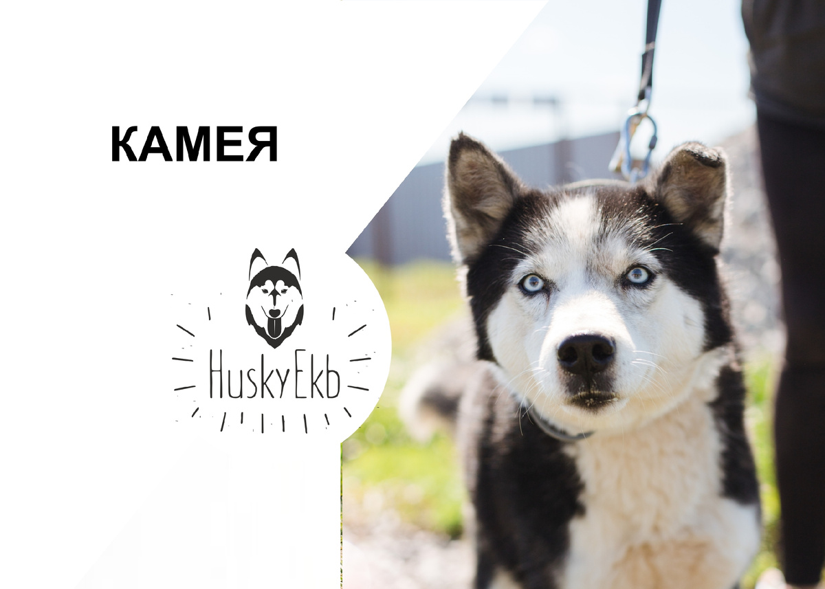 Альбомы всех подопечных, которые ищут дом в нашей группе в ВК: https://vk.com/huskyekb