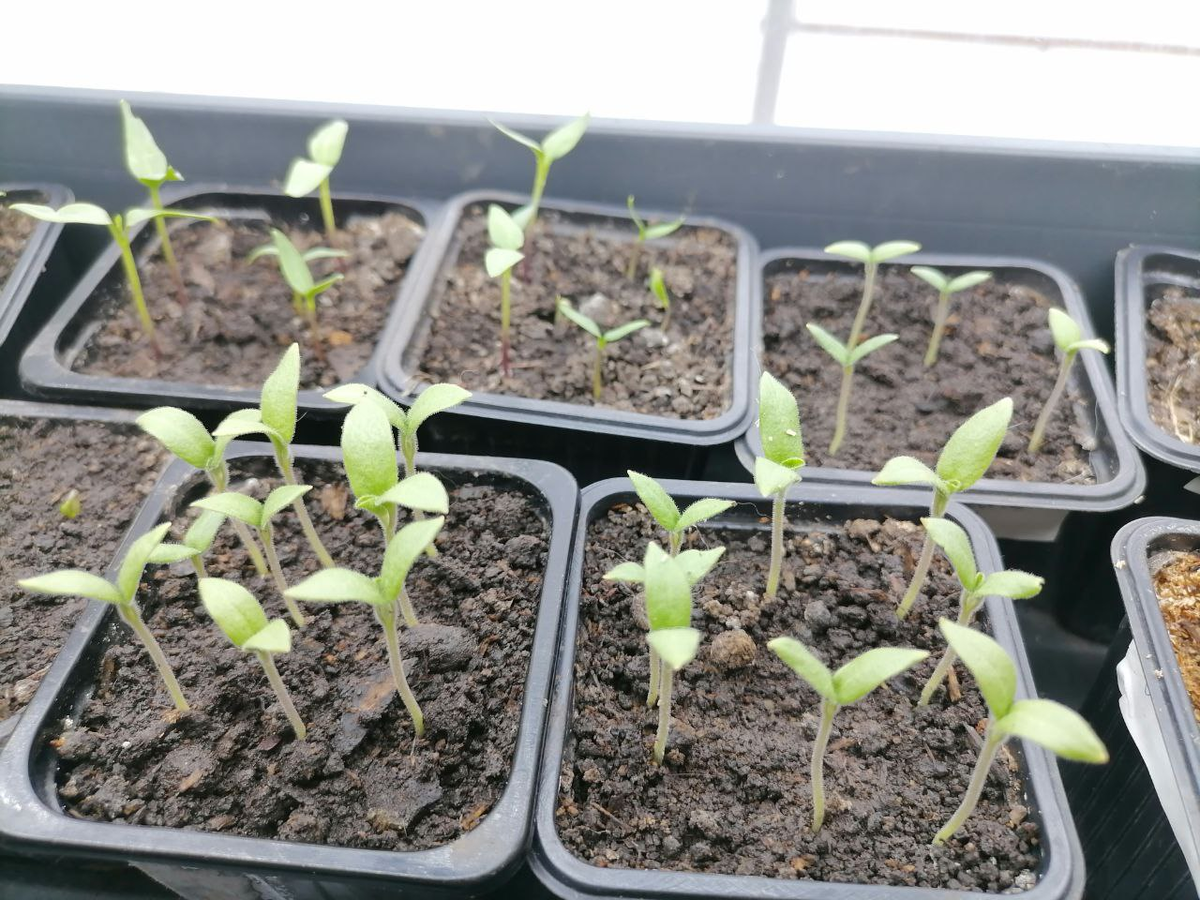 Рассада перцев и баклажанов