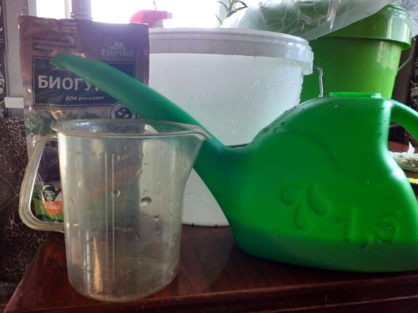 Чем подкормить рассаду? Есть готовые решения