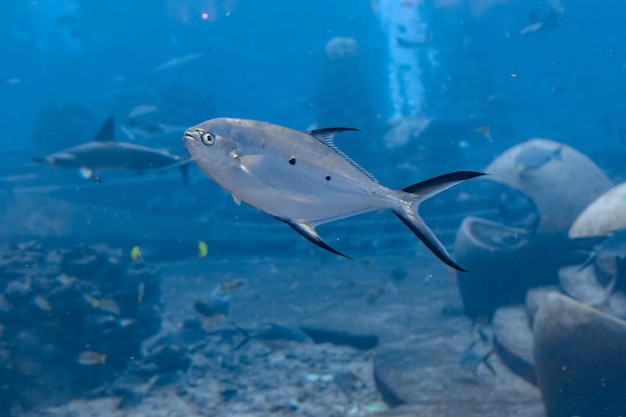 Азиатский трахинот: почему эту морскую рыбу нельзя держать дома