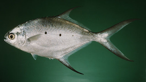 Когда милый малек превращается в полуметровую торпеду, места в домашнем аквариуме катастрофически не хватает.