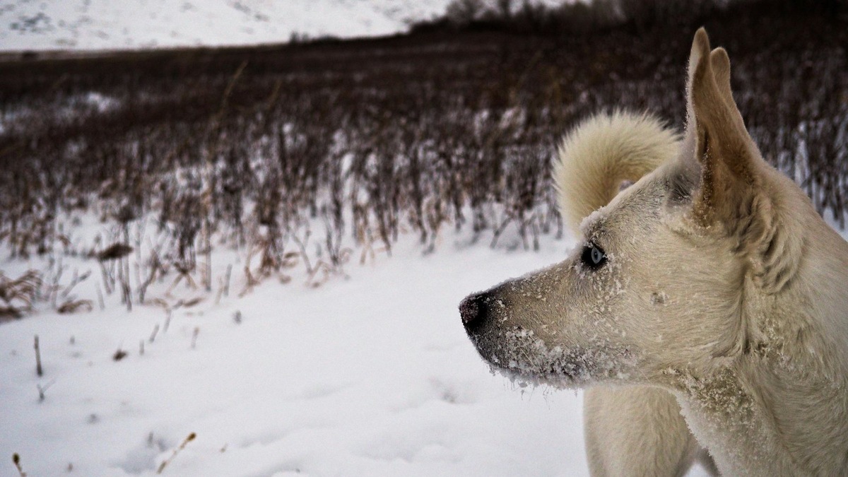    Сильный и независимый характер кобеля-лайки заслуживает соответствующего имени