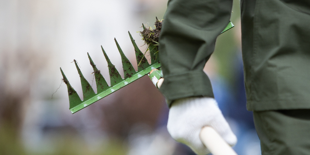 Когда высаживать рассаду в грунт: садовод назвала лучшие сроки