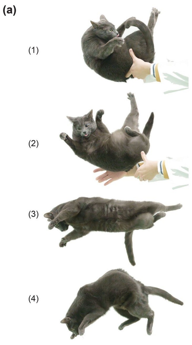    Фото иллюстрируют последовательное вращение передней и задней частей туловища кошки во время падения.