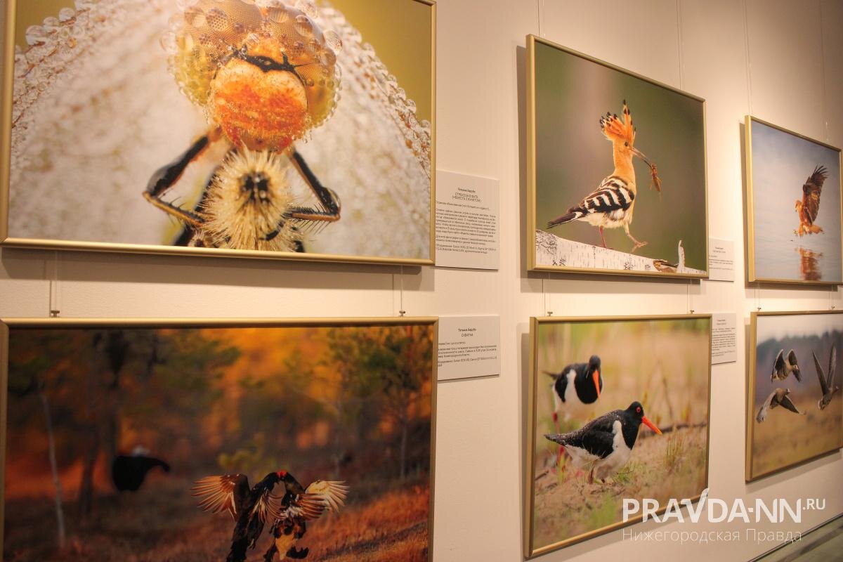    Фотографы представили работы, выполненные в двух разных техниках