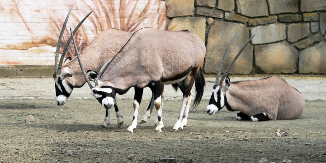 Орикс, или сернобык: фото, описание и особенности содержания в неволе