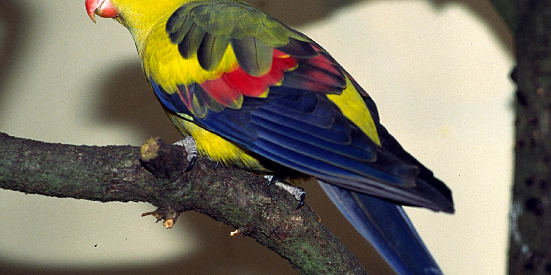 Содержание роскошного горного попугая: размеры, чем кормить и сколько живет