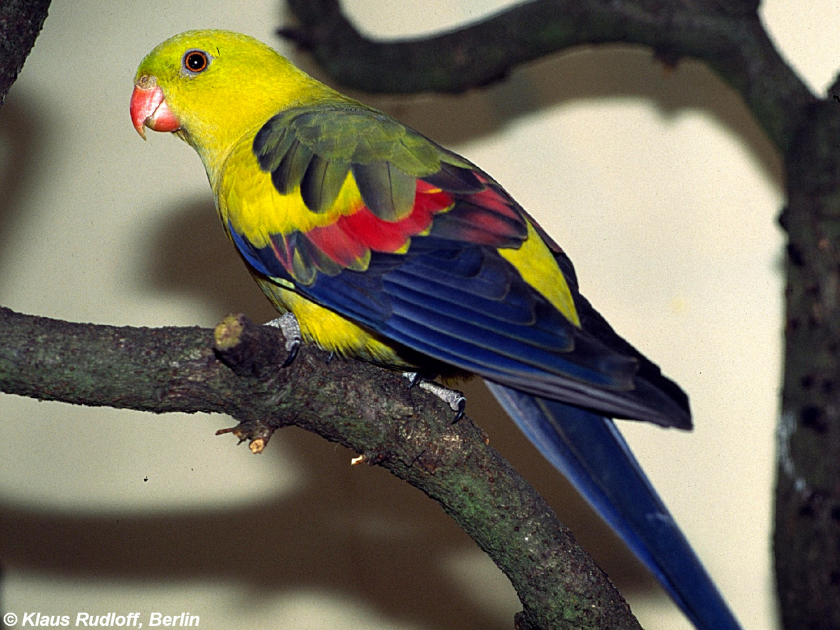 Ослепительно-желтый наряд и красный клюв — визитная карточка самца 💛