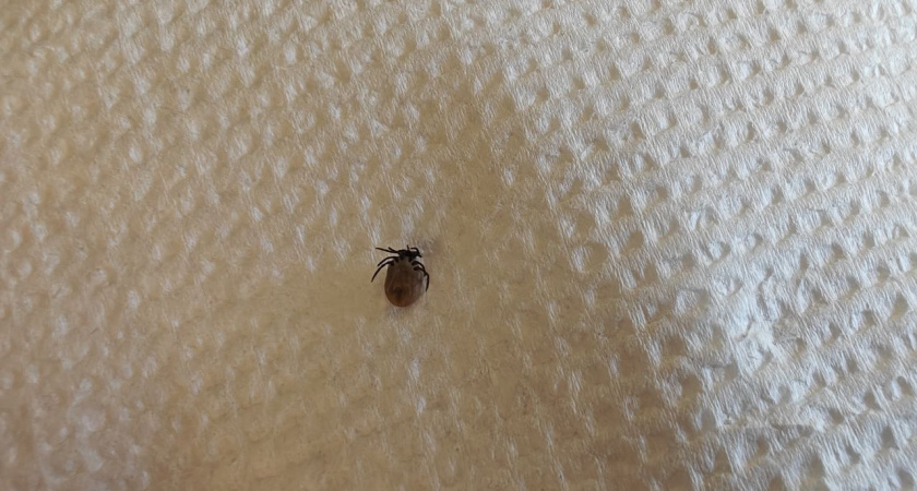    Первый городской канал Калининград