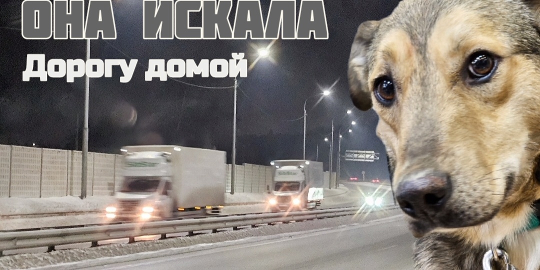 Собака Маня. История, от которой разрывается сердце.