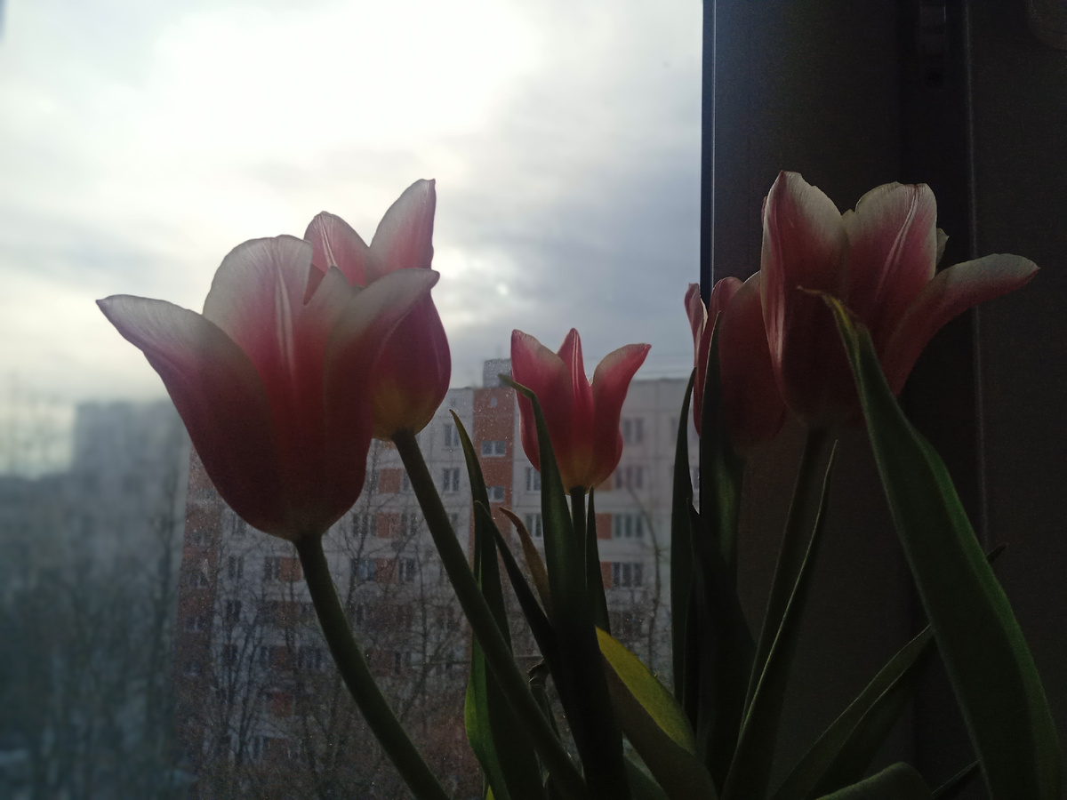 Тюльпаны. Фото автора.