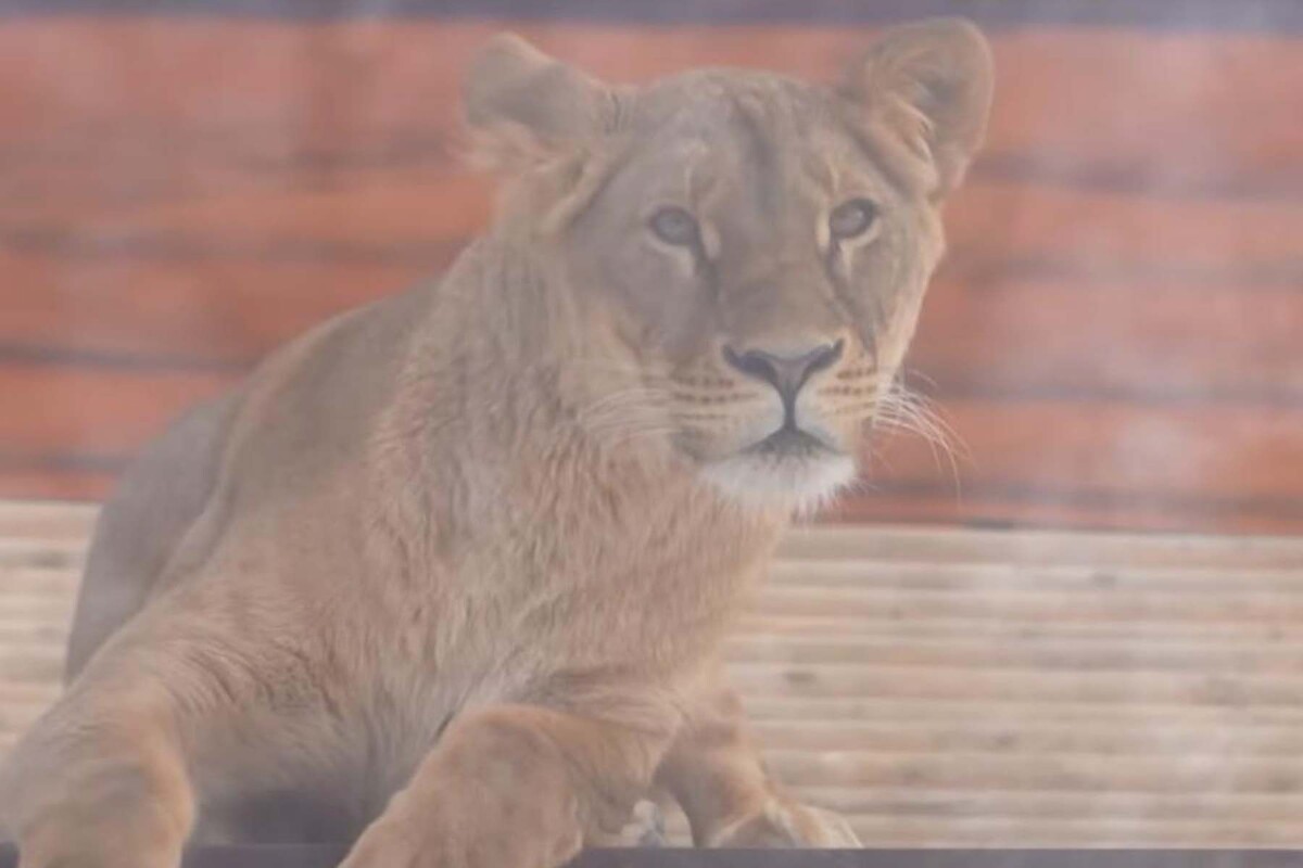  Львица Киара в Минском зоопарке. © СТВ