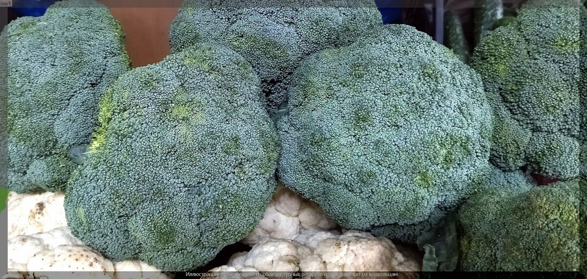. Брокколи"Батавия F1"