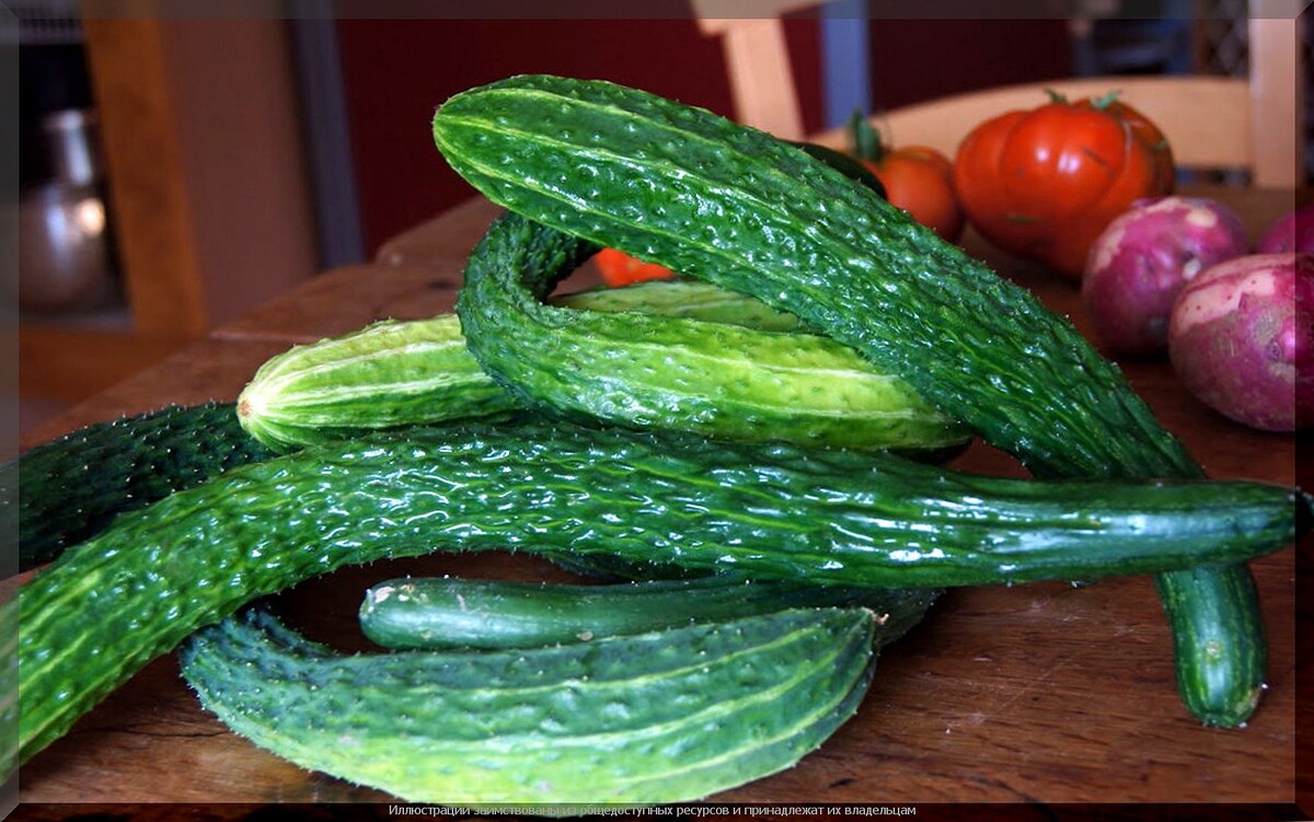 . Огурец "Пекинский гурман F1"