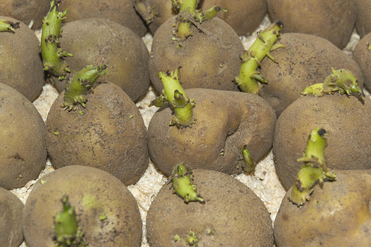 Яндекс -картинки