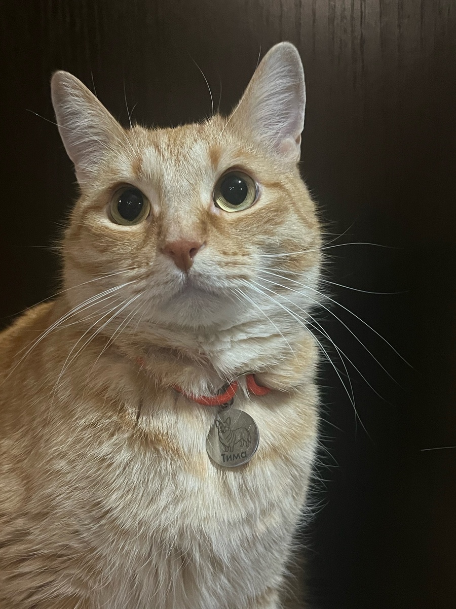 Симба просто для украшения статьи.