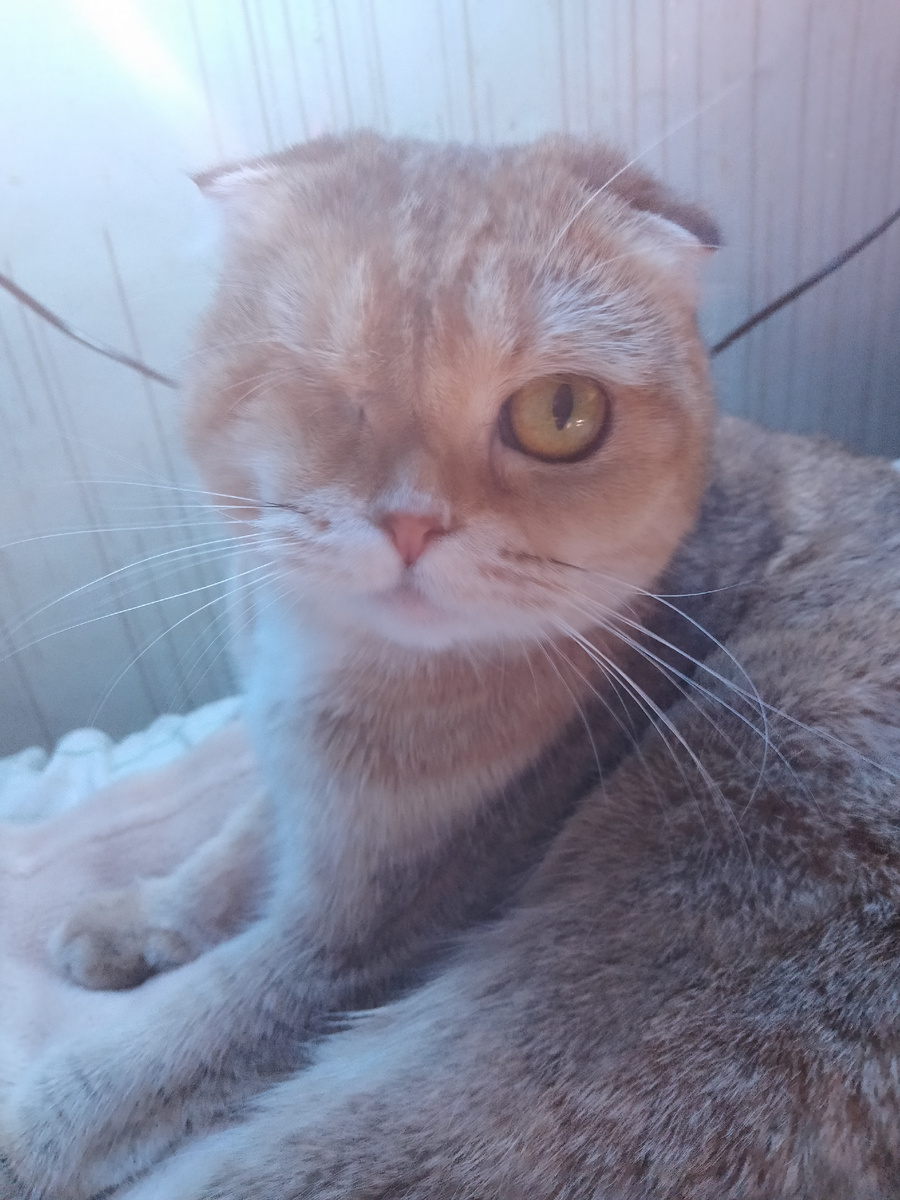 - Наташ, ты чего не по теме пишешь? Я тебе про рыбу вон какой сюжет подкинула, а ты? Чтоб завтра же исправилась!          - Но кот-то есть!         - Но ведь не я! Чтоб завтра же я была!!! 