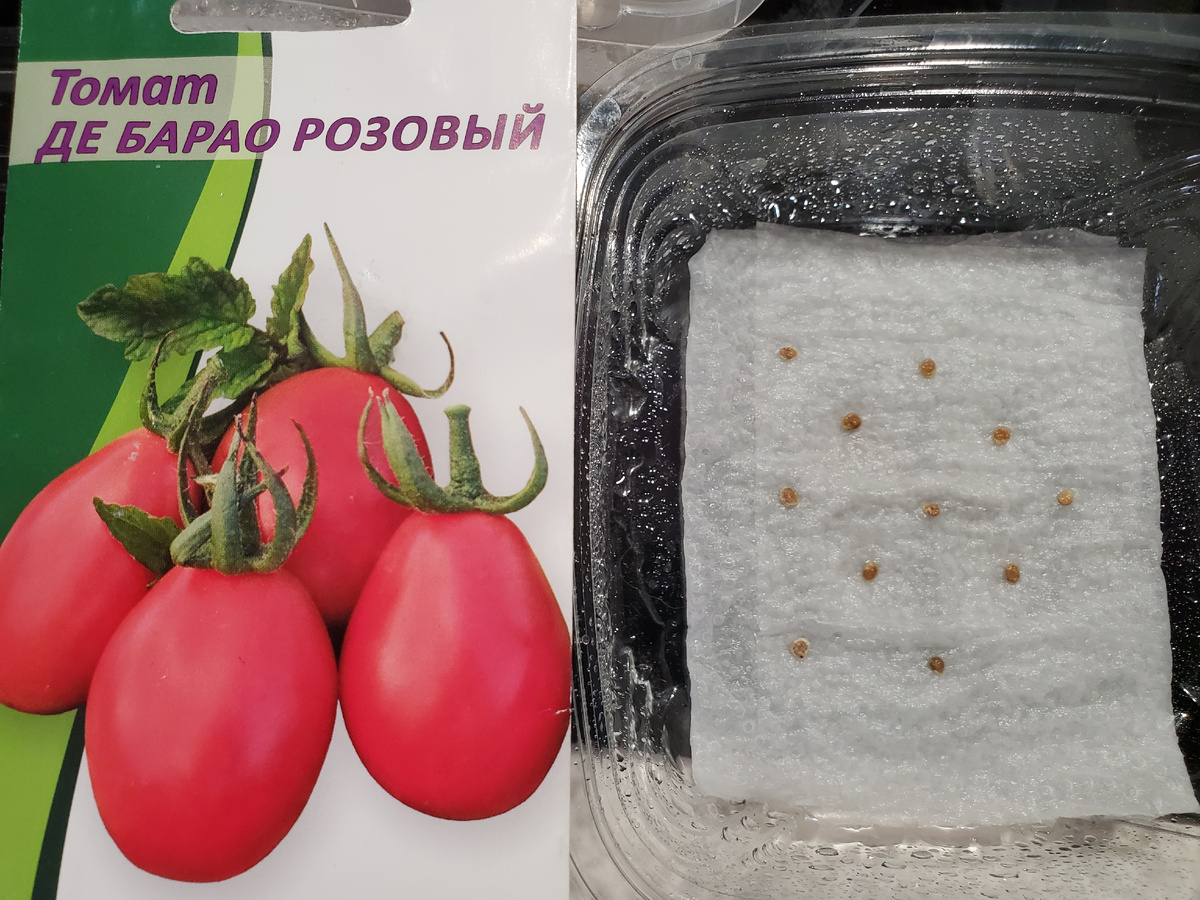 Год урожая 2018г. Взяла 10 семян