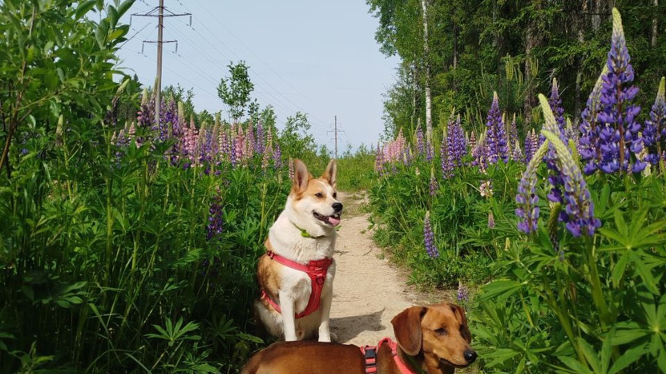 Клиника — владелец — питомец: правовой треугольник в сфере ветеринарных услуг