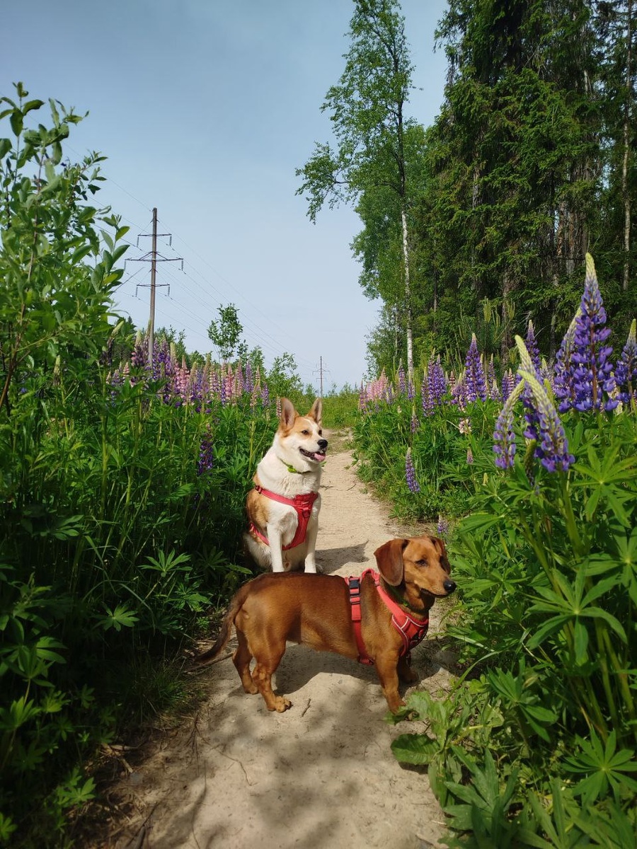 Летняя прогулка