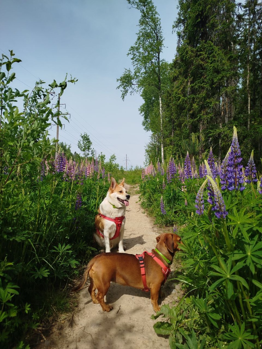 Летняя прогулка