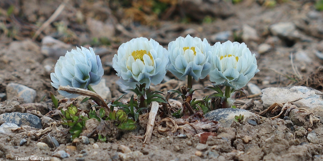 Снежное чудо Алтая: Купальница лиловая