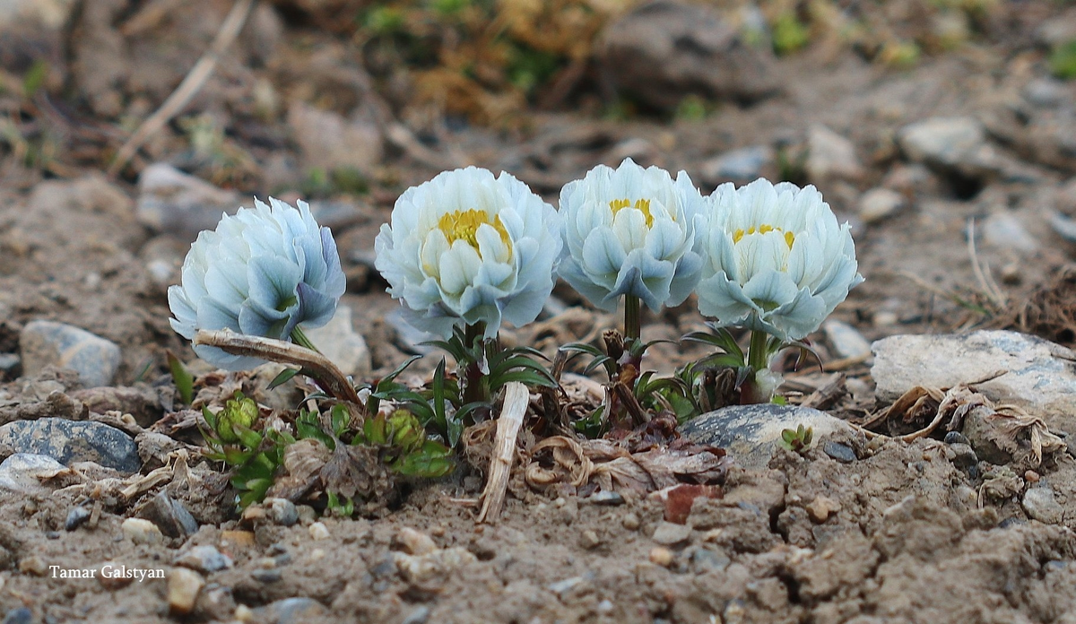 Купальница лиловая. Фото: Tamar Galstyan