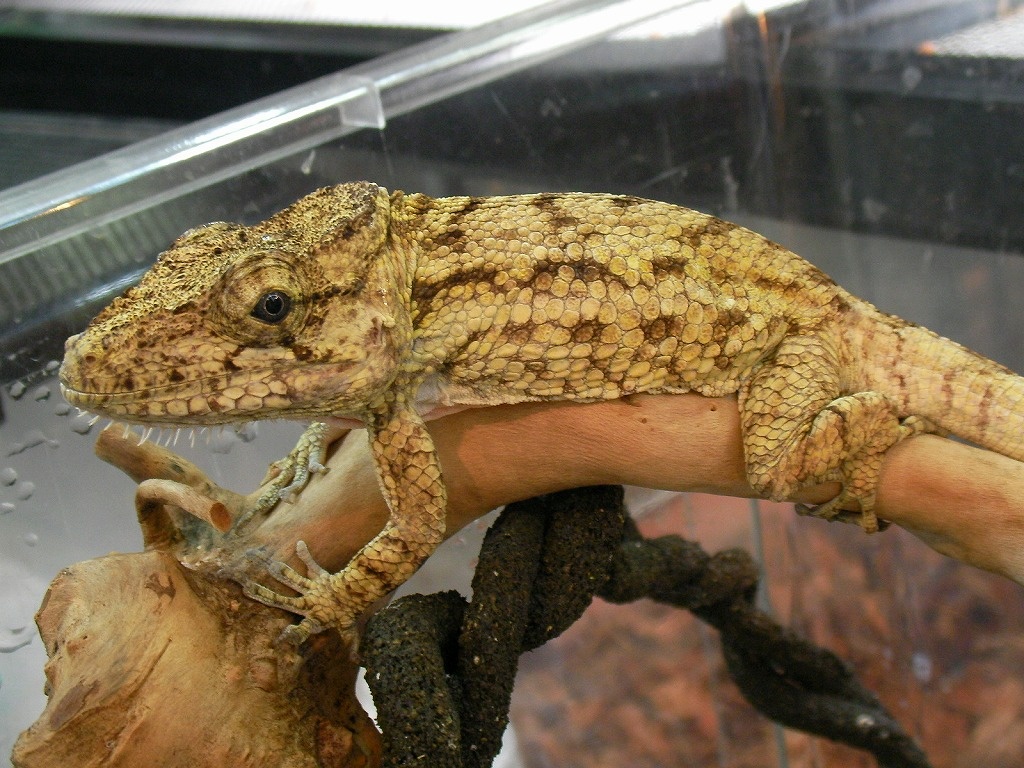 Тот самый взгляд, который одновременно изучает вас и выискивает сочную улитку на ужин.