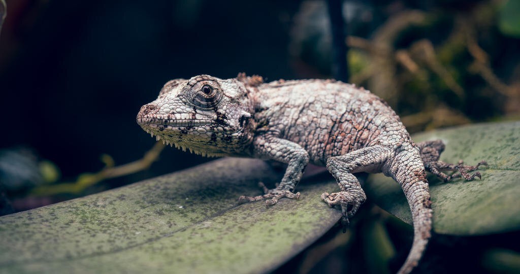 Хамелеолис поркус: как ухаживать за кубинским ложным хамелеоном в домашних условиях