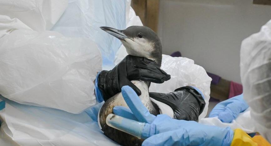    Snezka / Фотобанк Лори