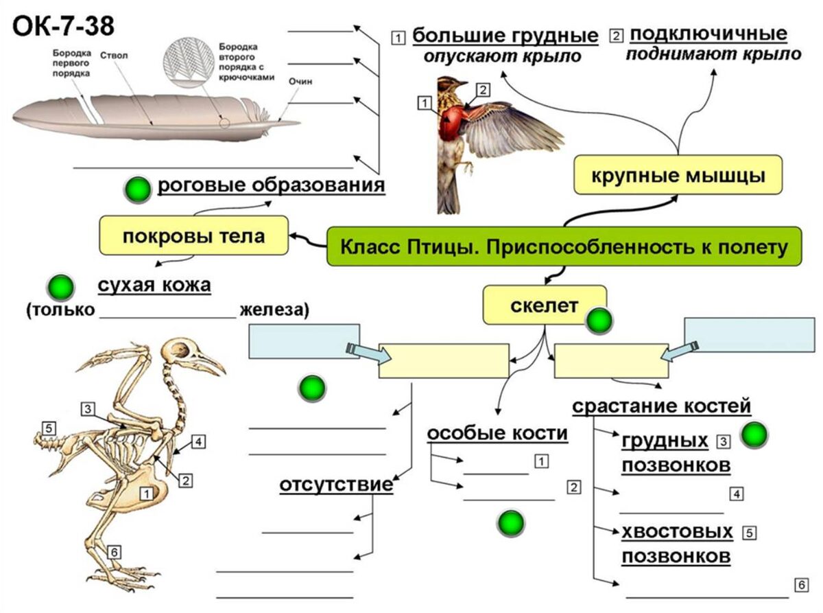 Заготовка опорного конспекта к уроку. Заранее рассылаю ученикам, а уж они подготавливают как хотят: кто распечатывает, кто переписывает в тетрадь