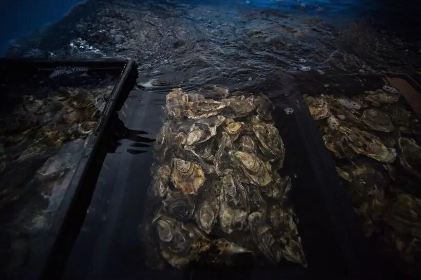  Устрицы бывают дикие и выращенные на специальных фермах   © РИА Новости. Нина Зотина