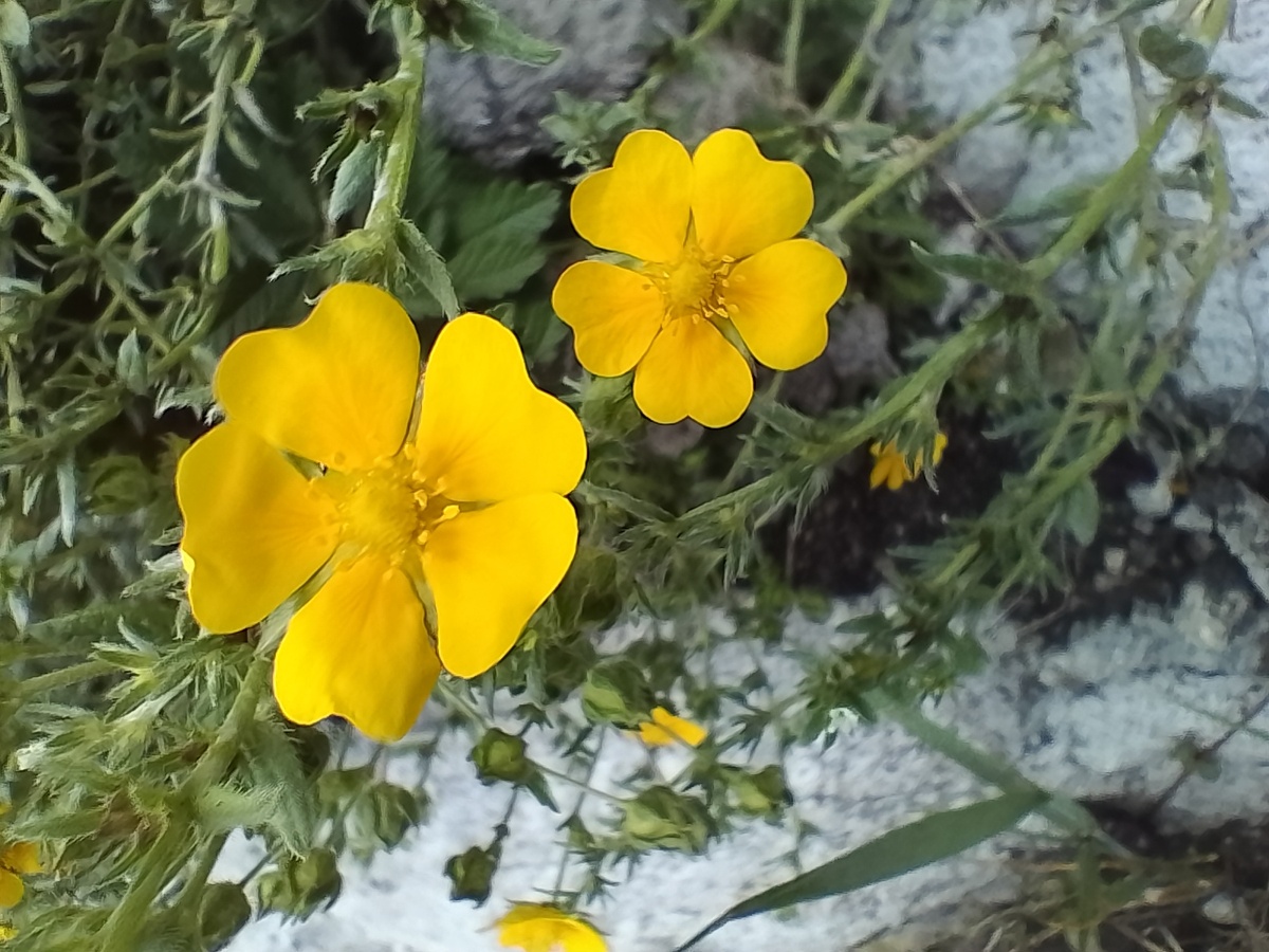 Фотокарточка старая внучкина " жёлтых лайков семейка"