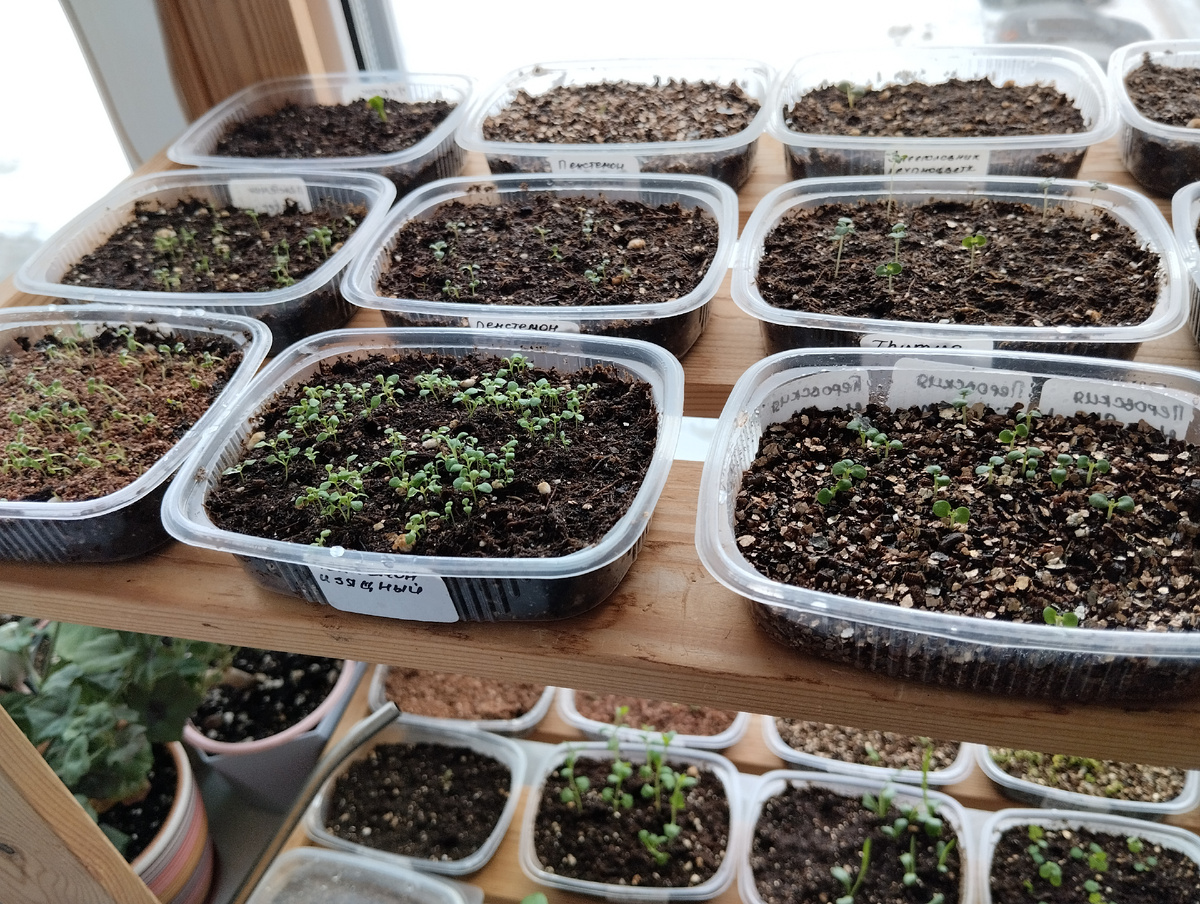 Самые массовые всходы нынче у пенстемонов: изящный, пильчатый, скученный, наперстянковый и мензарум