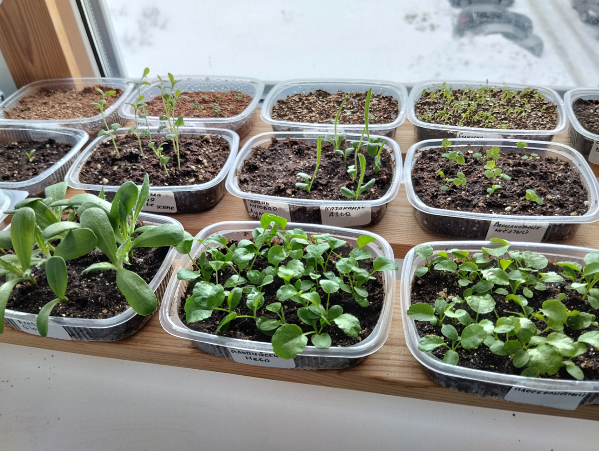 Готовы к рассаживанию в отдельные ячейки