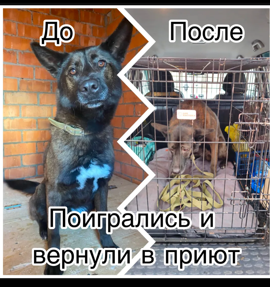 Черчиль долго ждал хозяина. И он наконец то нашелся. Семья из Рязани. Мы тщательно подбираем хозяев своим собакам. Но после года жизни в семье Черчилля вернули в приют в ужасном состоянии. Хозяин брал собаку себе, но у него разъездной характер работы, дома он бывал редко. А супруге собака была не нужна,как оказалось. По квартире ходить нельзя, место в коридоре на полу. За год жизни дома  не купили лежанку, не постелили одеяло. Потом разлад в семье. В общем, собаку мы из Рязани забирали сами. Шок, когда увидели. Живой, отзывчивый пёс вернулся в приют измождённый старичком. Сейчас мы делаем все,чтобы Черчиль стал прежним. Но ему очень нужен дом, хозяин, мужчина. Пёс умный, знает команды. Очень любит мужчин. Как он попал в приют, неизвестно. Но очевидно,что хозяин был мужчина, потому что первое время Черчиль, увидя, мужчину, замирал и пристально смотрел, наверное, ожидал, что это хозяин. Находится в приюте Пушистый друг Москва. Помогите Черчилю найти дом! Отдается по договору ответственного содержания. Может жить в вольере. Лена +7(916)850-01-07