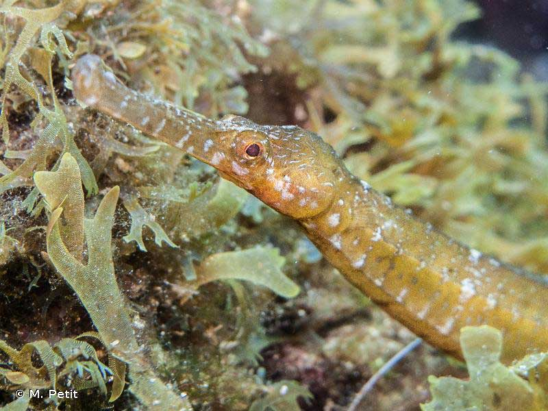 Обыкновенная игла-рыба.