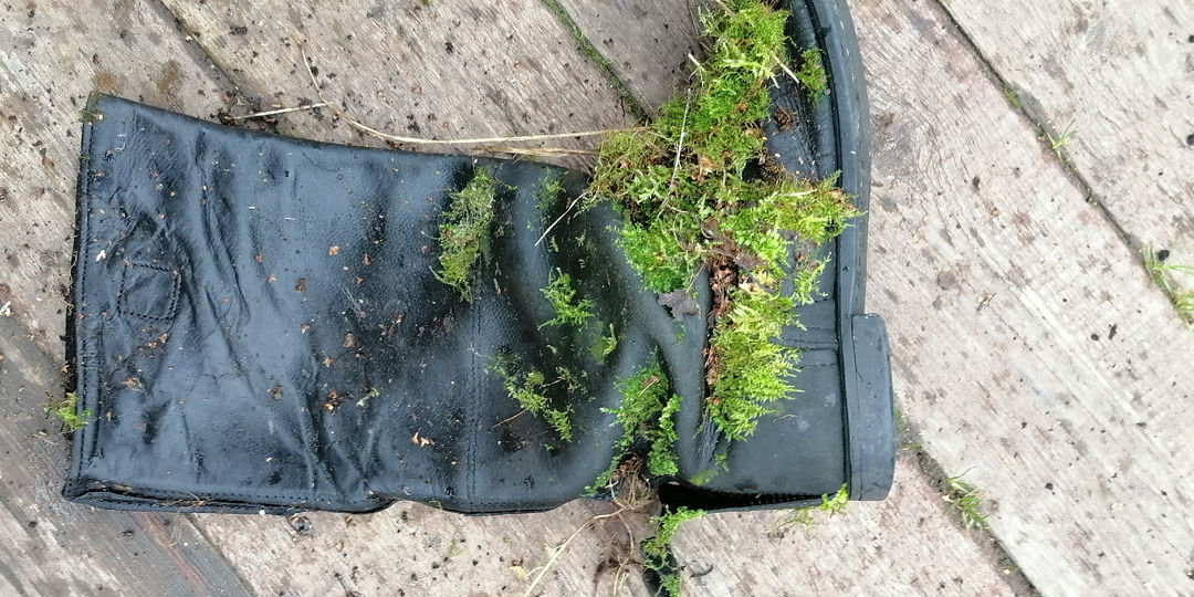 Профессия «крот», или что я нашла под корнями берёзы?