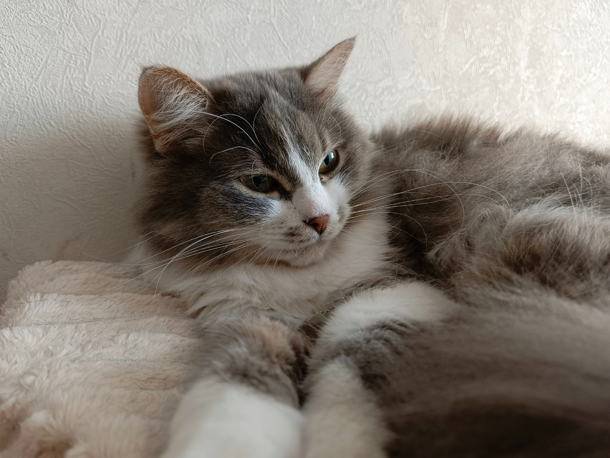 Веда. "Опять вы меня фотаете?" Фото автора