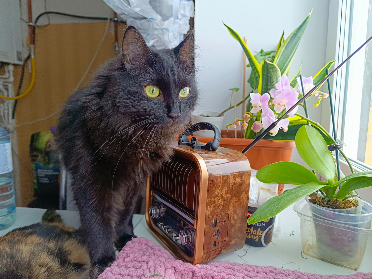 Каир II красив, как вампир. И кусочек Вафки. Фото автора.