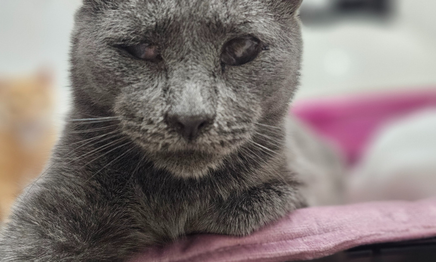 Котики приюта хотят кушать, корм заканчивается...СОС!!!