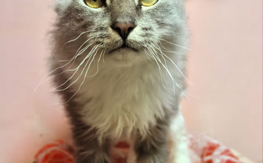 Маленький, но очень отважный путешественнник