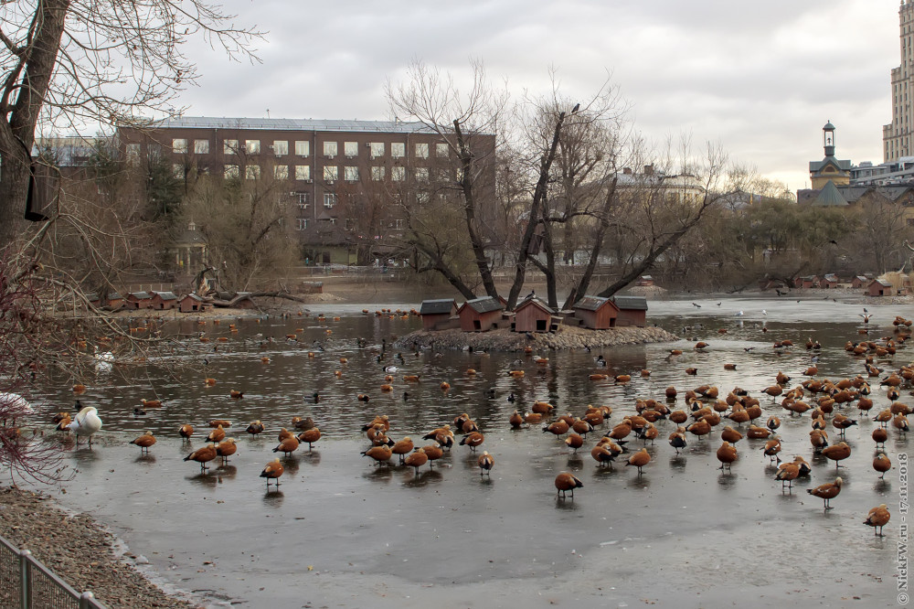 2. Птичьи домики в центральном пруду Московского зоопарка © NickFW.ru — 17.11.2018г.