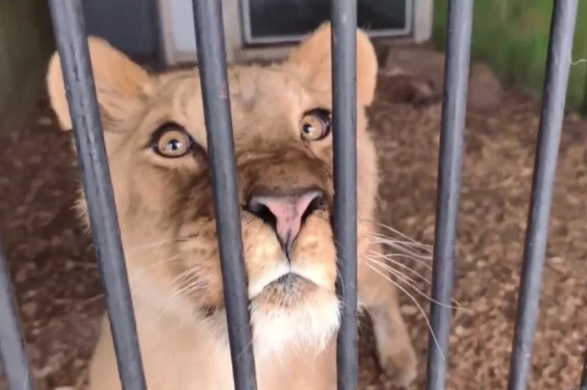    В самарский зоопарк из Дагестана привезли молодую львицу