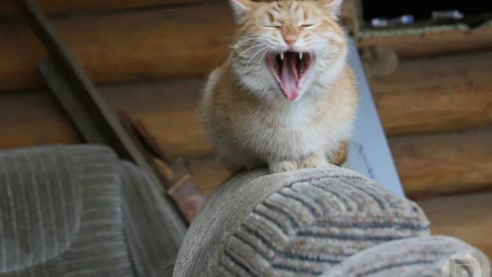 Кота живодеры положили в пакет и выбросили с девятого этажа