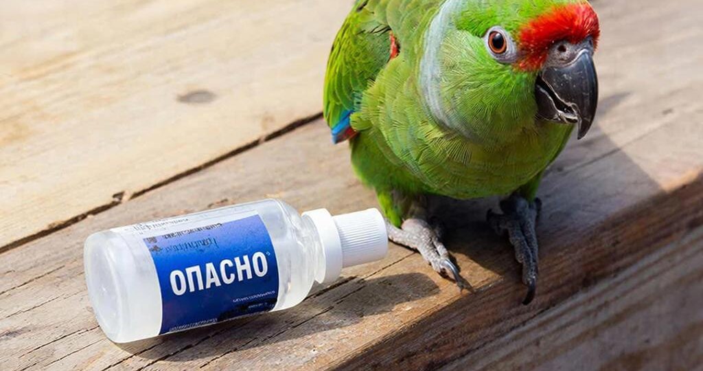 Мой попугай в клее! Экстренная инструкция по спасению пернатого