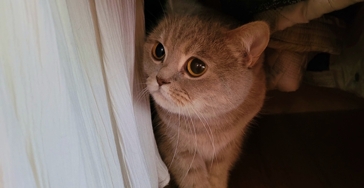 Сегодня Бетти снова в шкафу)))