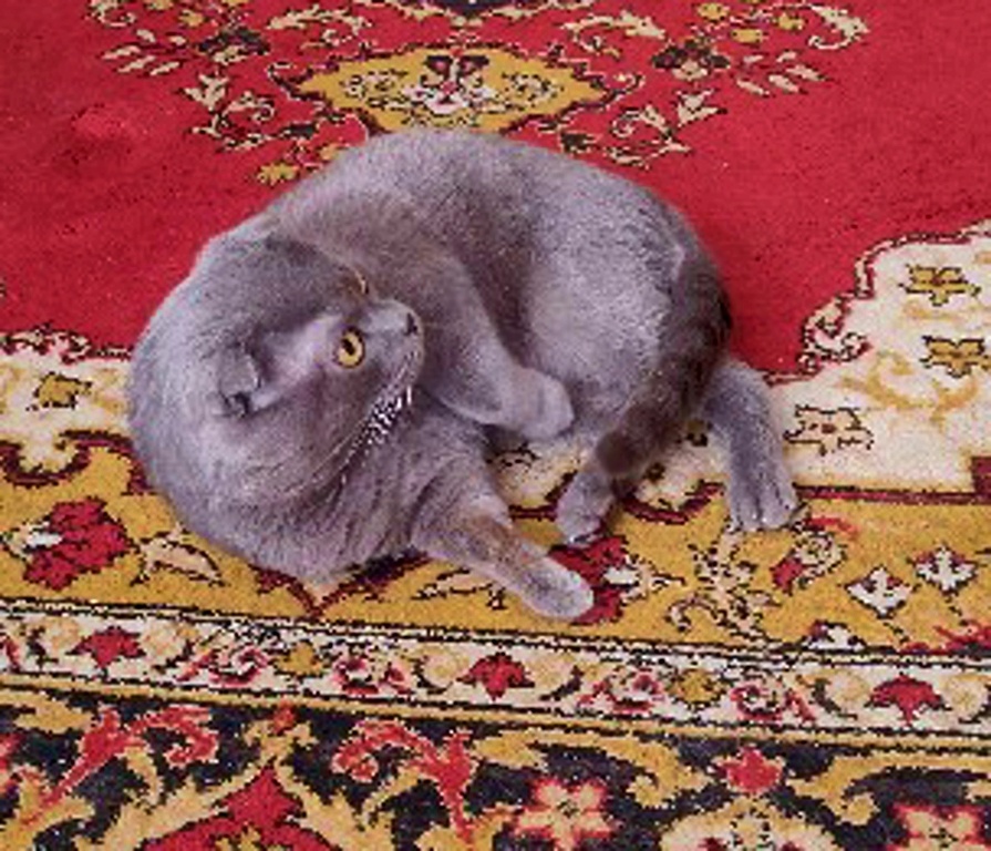 Все внимание на Бетти)))